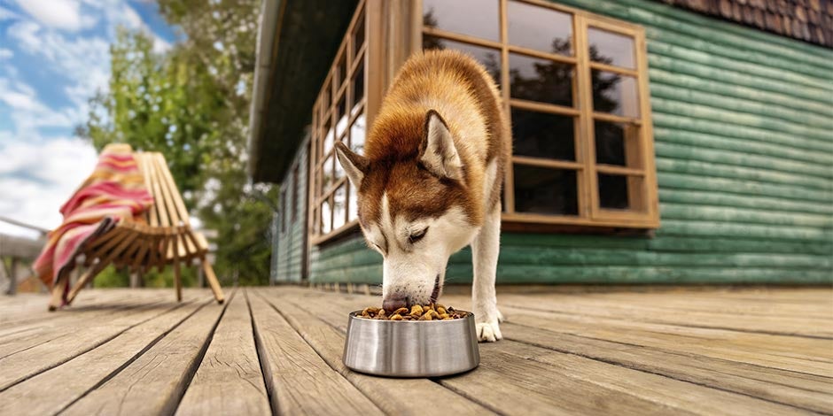 Garanta o bem-estar do seu pet com alimento premium para cães. Husky comendo.