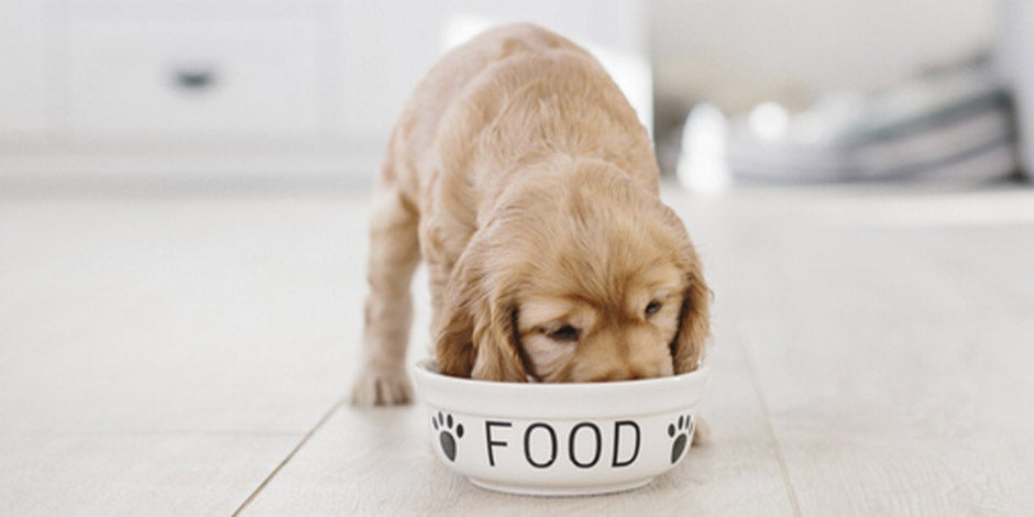 Alimento premium para cães. Cachorro comendo.