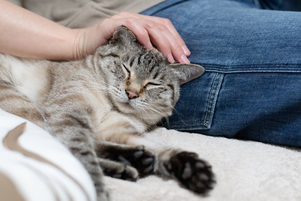 O amor de gato não é difícil de ser conquistado se você seguir algumas dicas