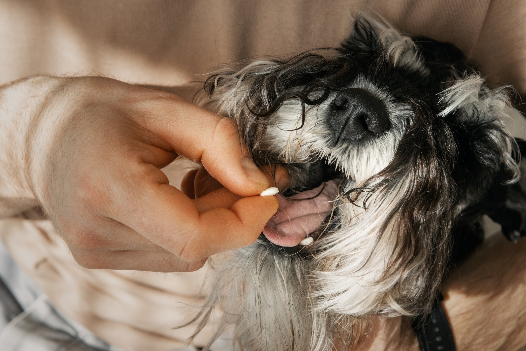 A administração do antialérgico para cachorro deve ser orientada por um profissional