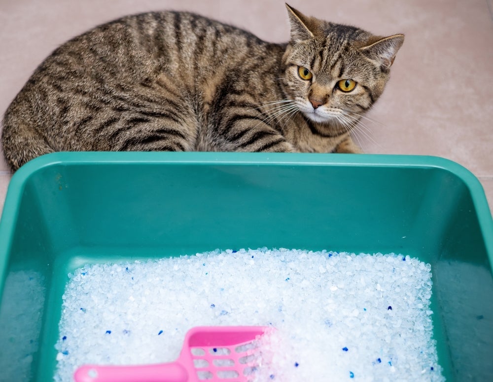 Areia sílica: gatos gostam desse tipo de material? Veja o que dizem os tutores