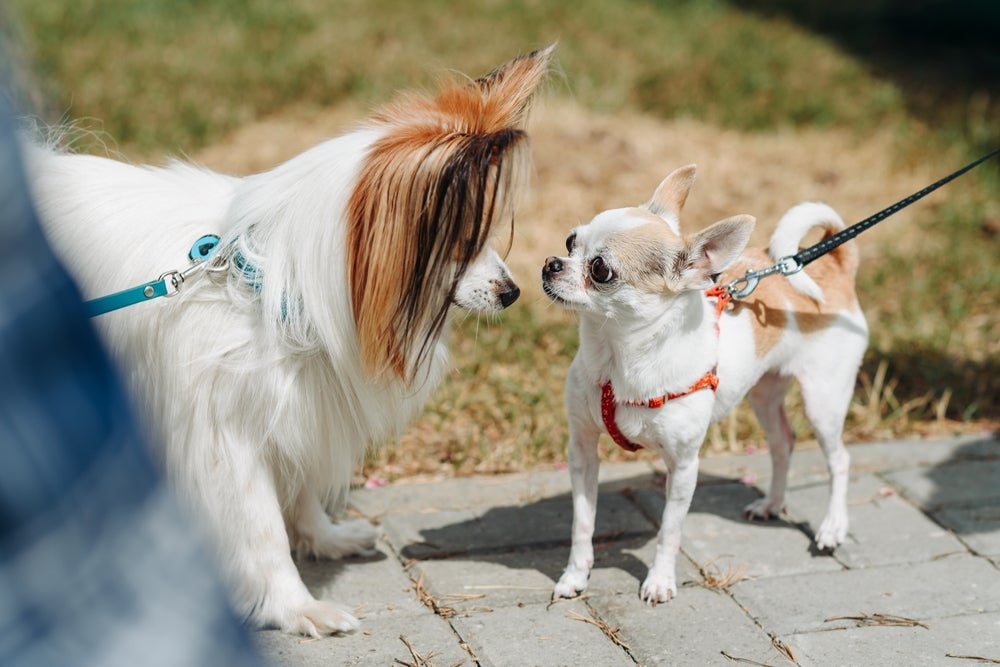 Existe um cachorro pequeno que pode ser muito possessivo com os tutores