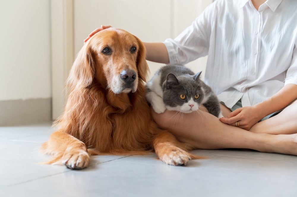 A convivência com cães, gatos e outros animais de estimação permite o desenvolvimento de várias qualidades