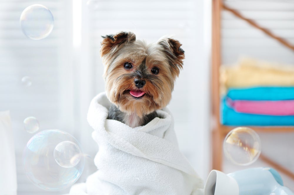 Cuidar de um cachorro pequeno peludo exige certa atenção
