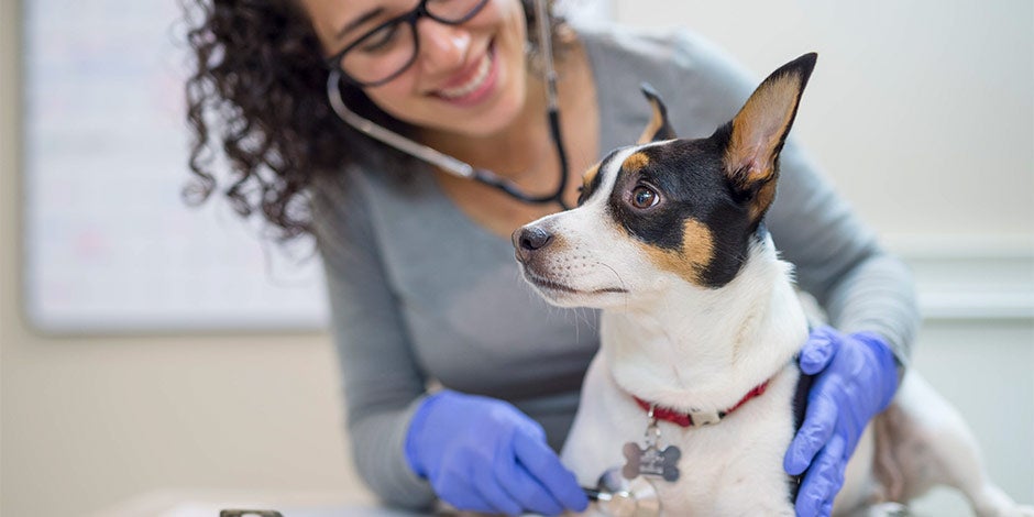 Veterinária revisando um cão. Confirme com o veterinário se cachorro pode comer aveia.