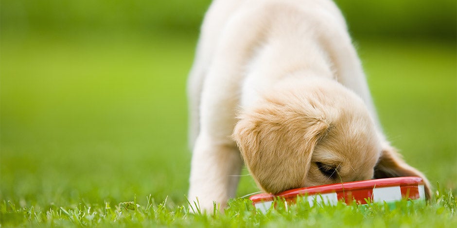 Cachorro pode comer aveia. Cão comendo aveia da tigela.