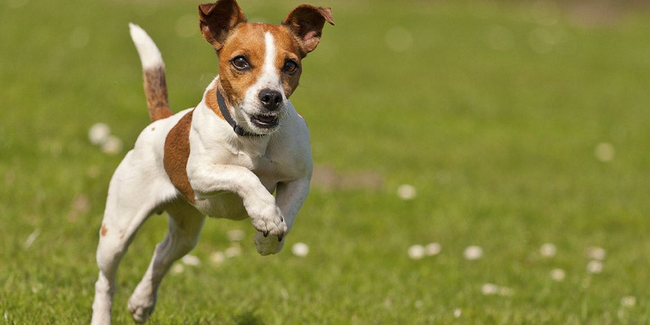 Cachorro pode comer lentilha e receber energia dela.