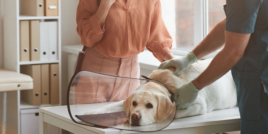 Cachorro pode comer lentilha mas com moderação para evitar que fique doente como esse labrador.