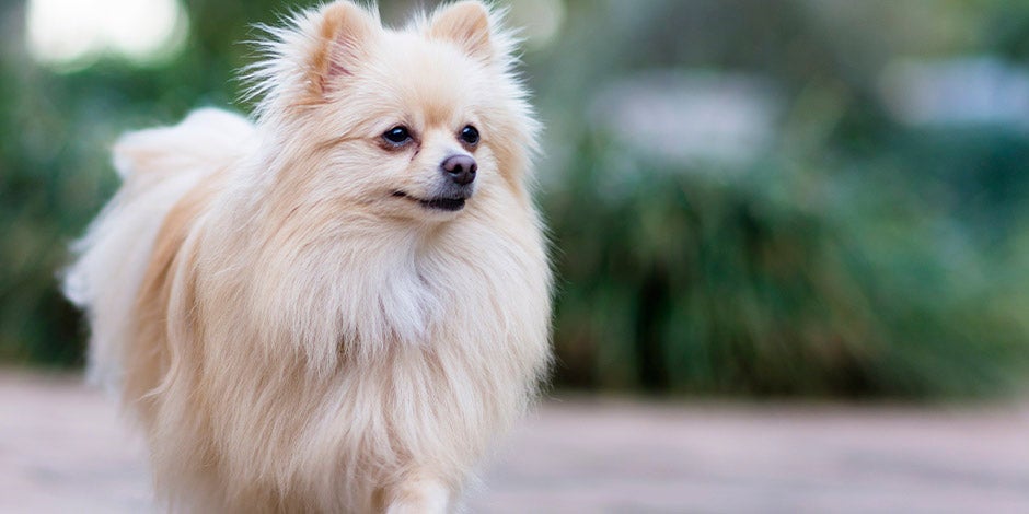 Cachorro pode comer lentilha como esse pomerania