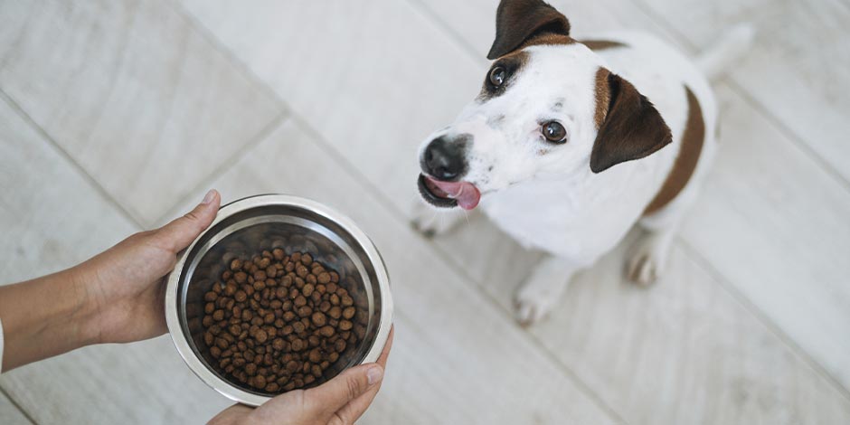 Cachorro pode comer lentilha. Colher com lentilhas.