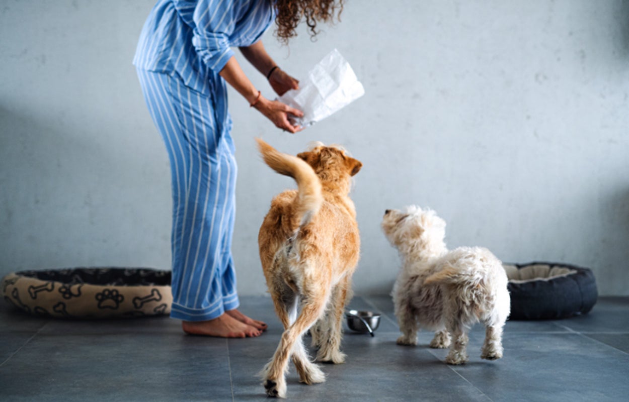 Saiba se cachorro pode comer pão e cuide da saúde do seu pet.