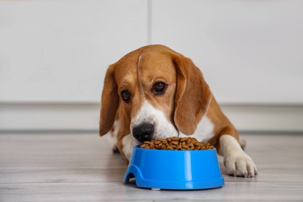 O cachorro vomitando ração pode ter diferentes causas