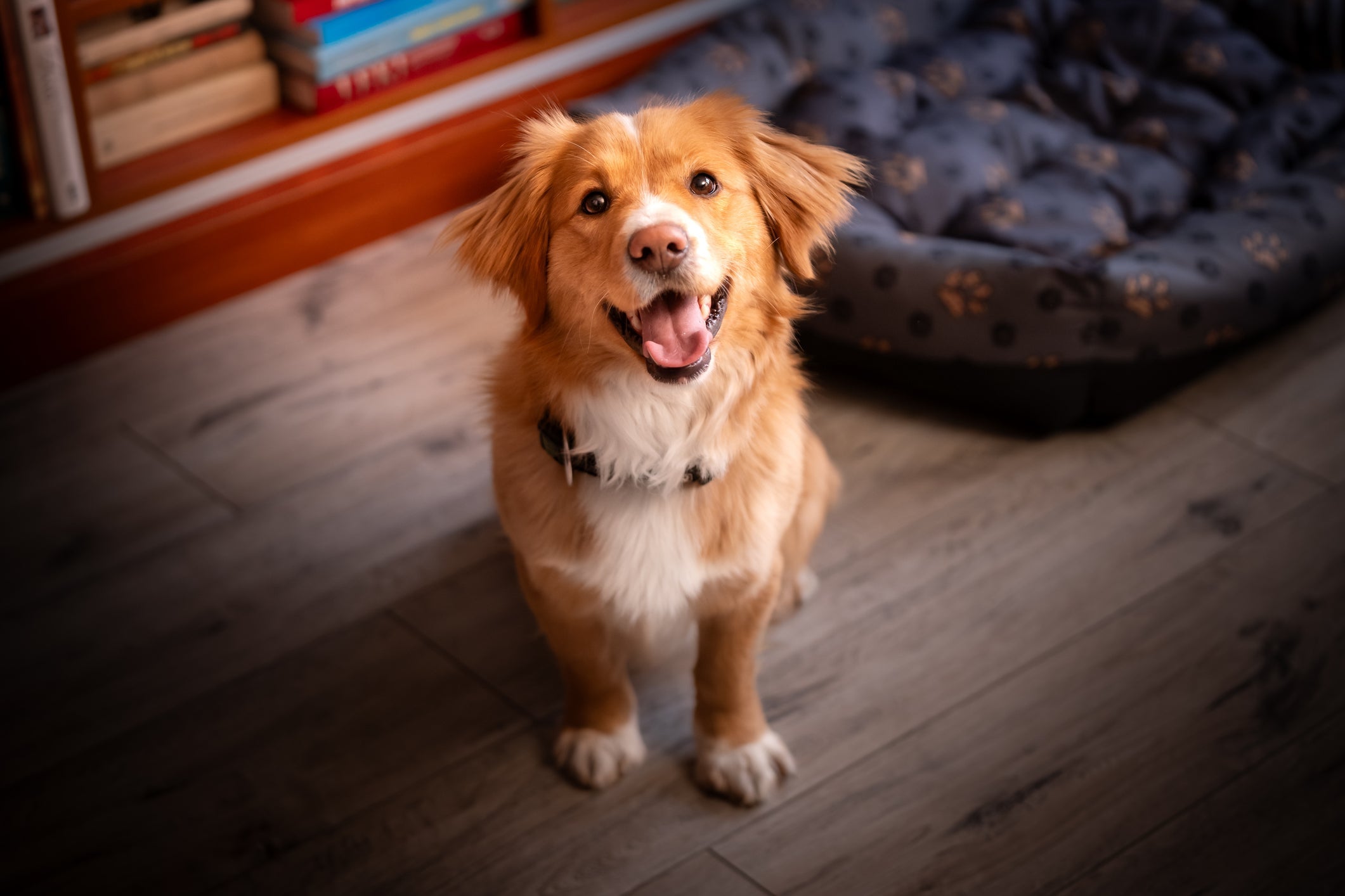 Alguns mitos sobre os cães podem ser prejudiciais para os animais