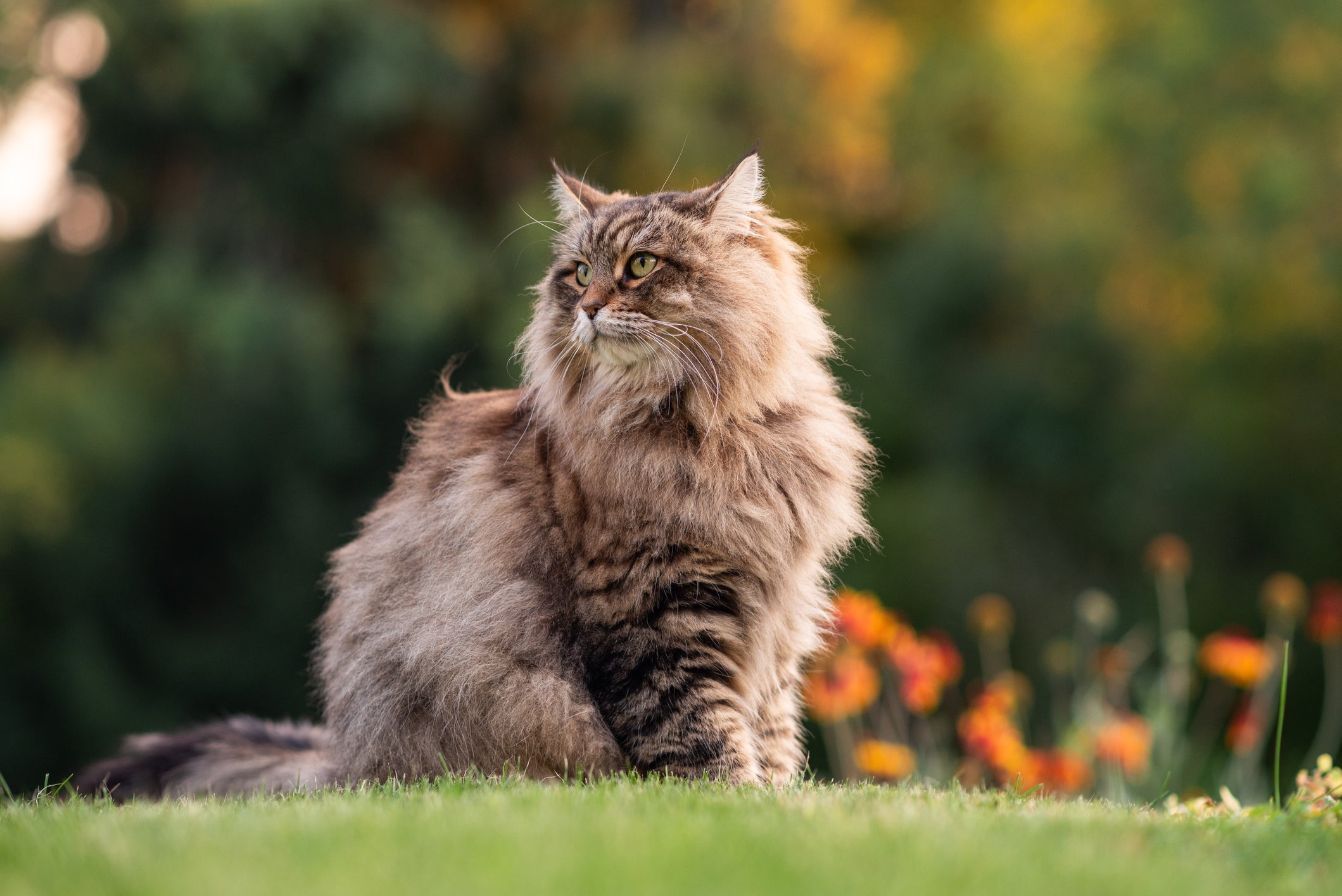 Os gatos mais fortes do mundo vão te surpreender