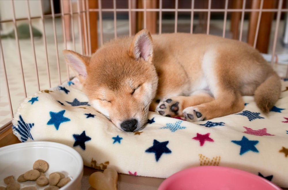 O cercado para cachorro deve proporcionar uma experiência positiva para o animal