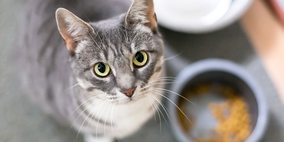 Gatocinza olhando para a câmera depois de aproveitar sua comida úmida para gatos.