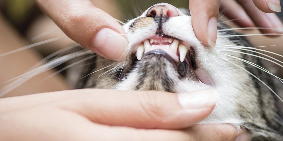 A comida úmida para gatos pode ajudar gatos com problemas nas gengivas, como o da imagem.