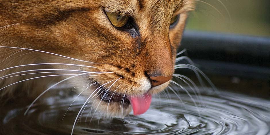 A comida úmida para gatos contribui para a hidratação diária. Gato bebendo água.