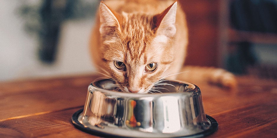 A comida úmida para gatos é uma excelente opção nutricional. Gato laranja comendo.