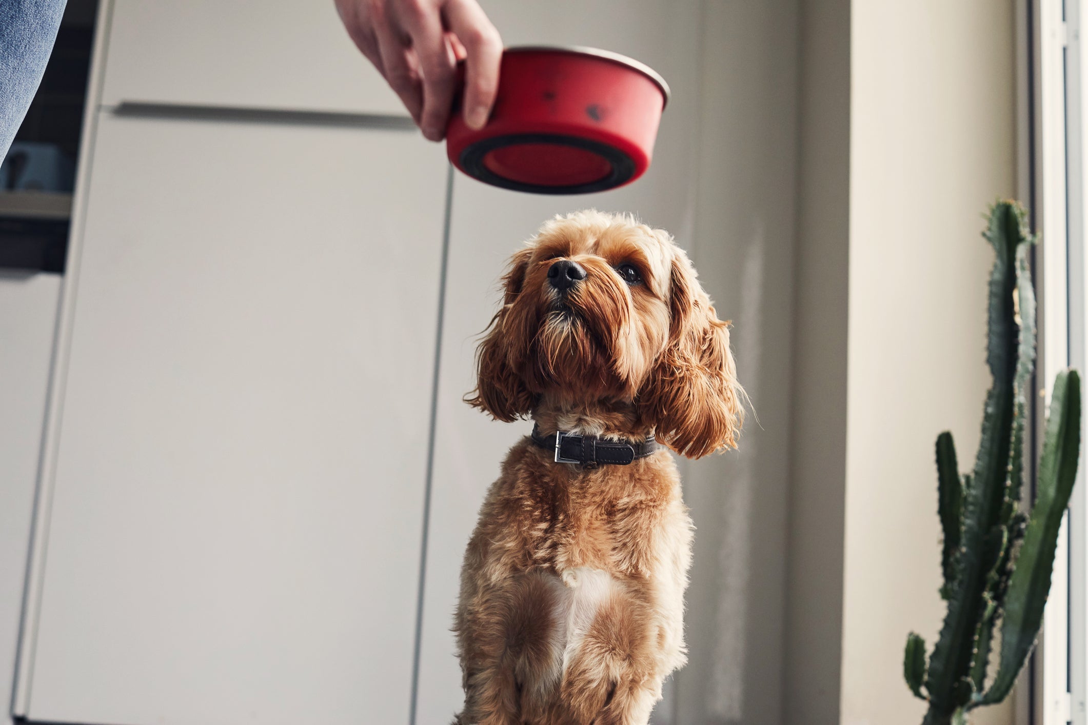 Saber como alimentar cachorro com doença do carrapato é muito importante