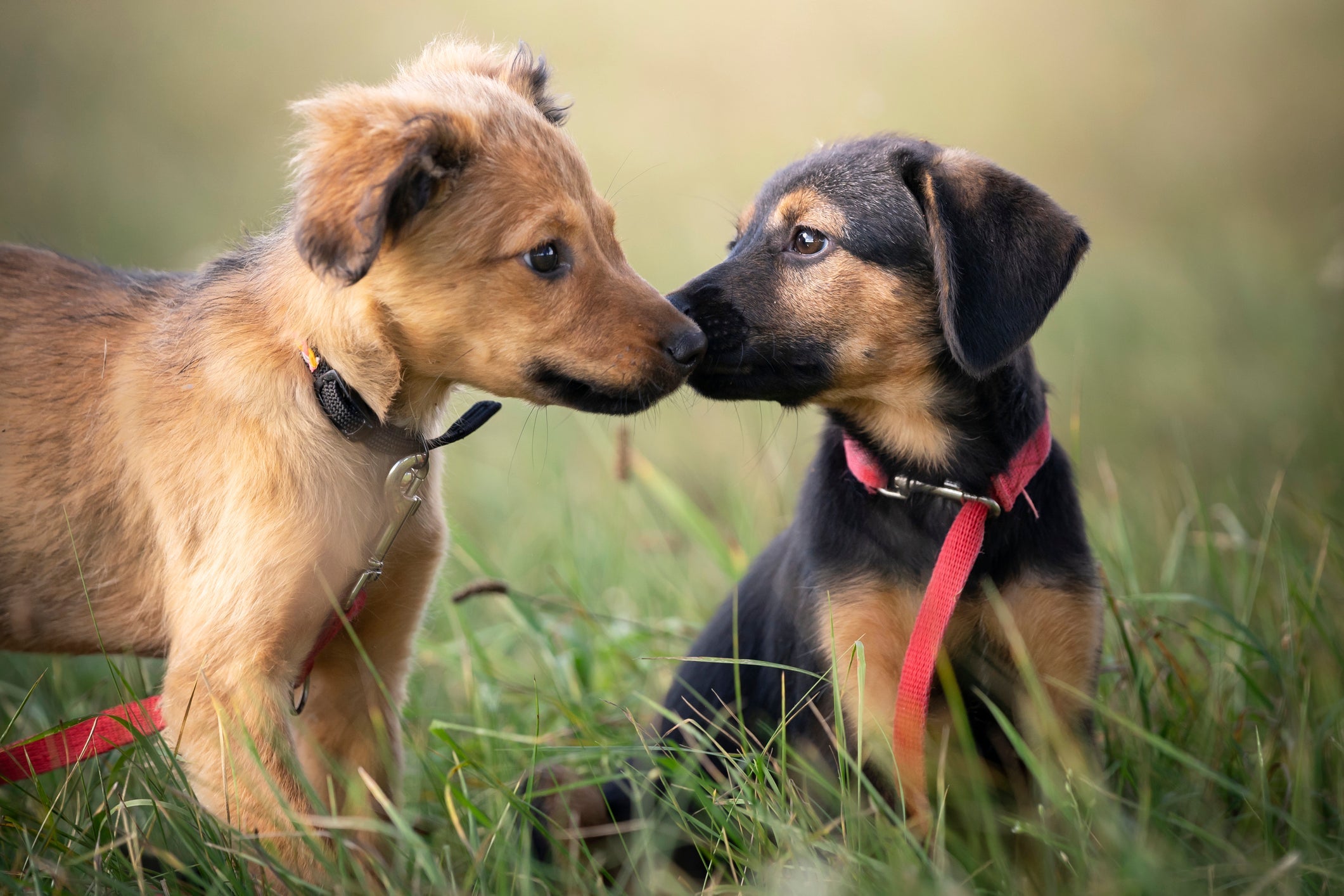 Como saber se o cachorro é macho ou fêmea é mais simples do que muitos imaginam