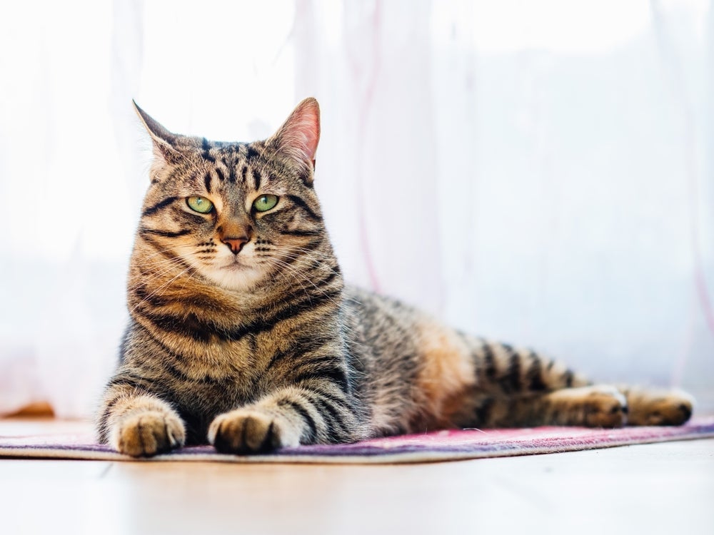 A melhor maneira como saber se o gato é macho ou fêmea é observando os órgãos genitais do pet