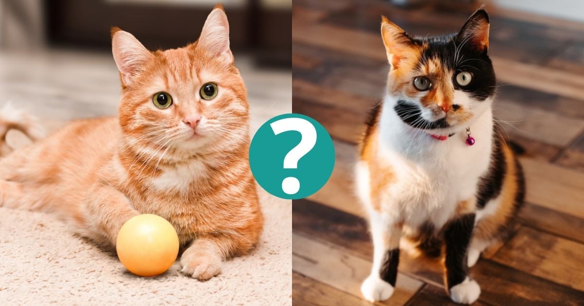 As cores de gato mais raras vão te surpreender