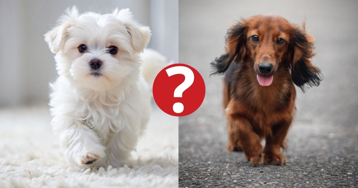 Algumas cores de cachorros são bem difíceis de encontrar