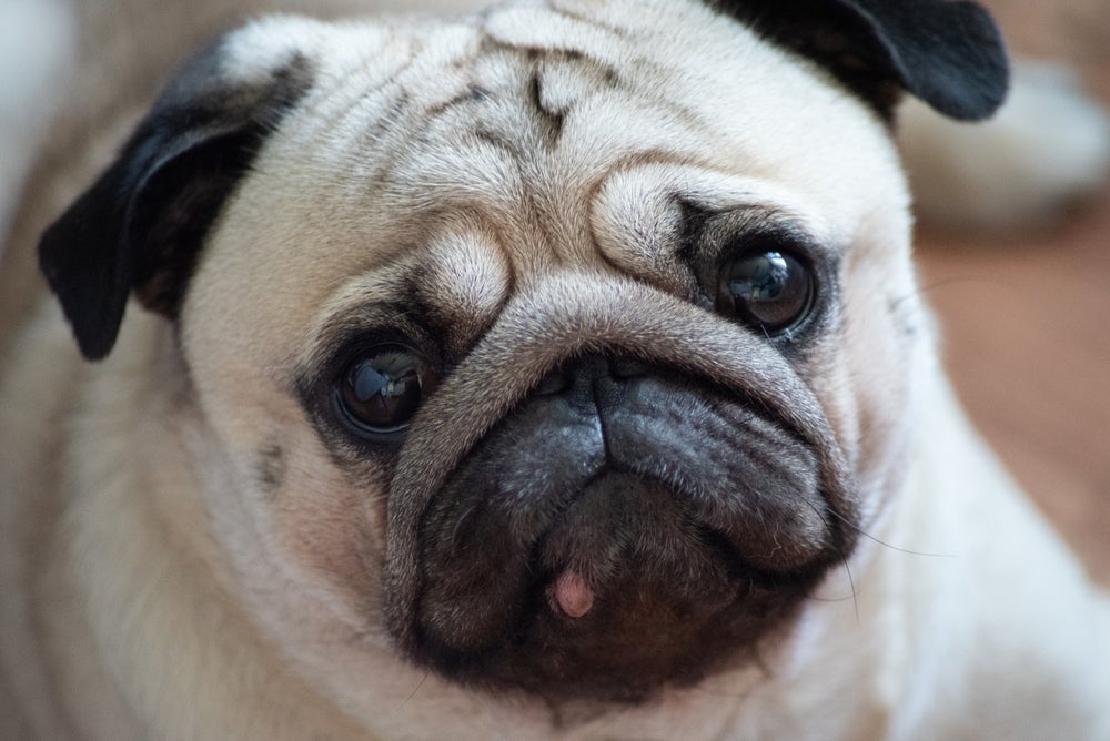 O cravo em cachorro é um problema que precisa de atenção