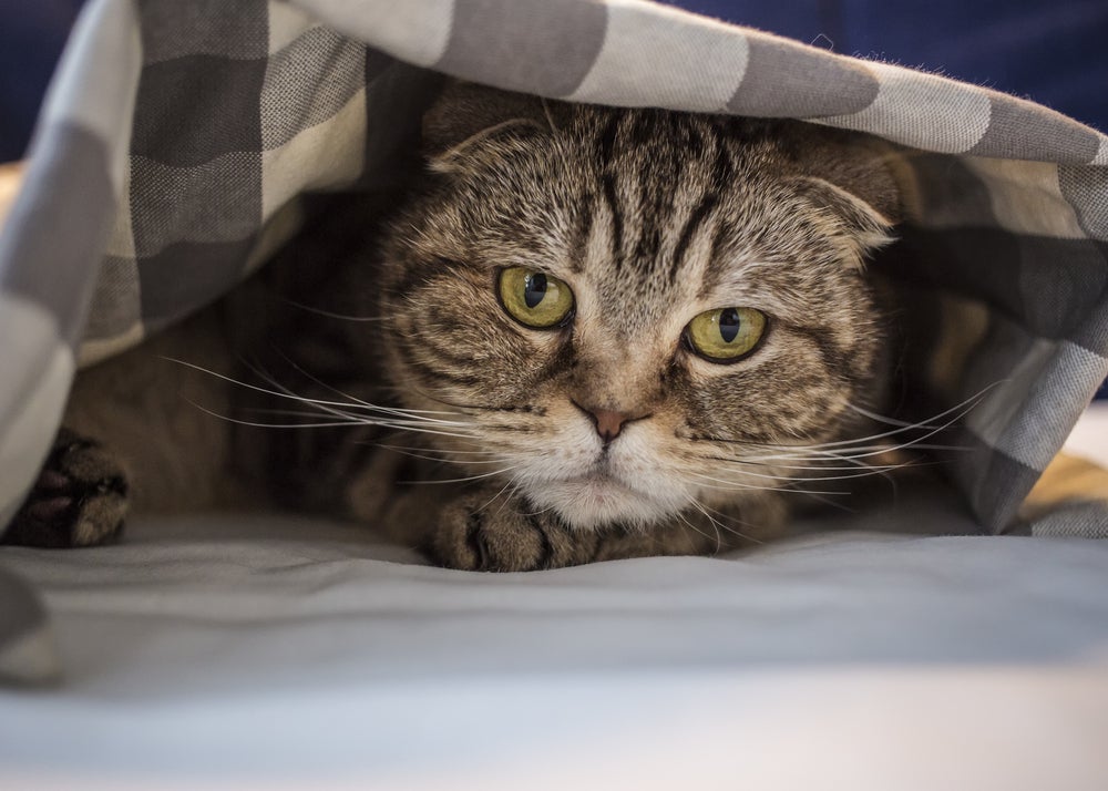 Identificar um gato estressado e infeliz não é tão difícil quanto parece
