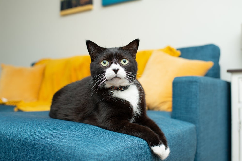 O gato frajola pode surpreender muitas famílias