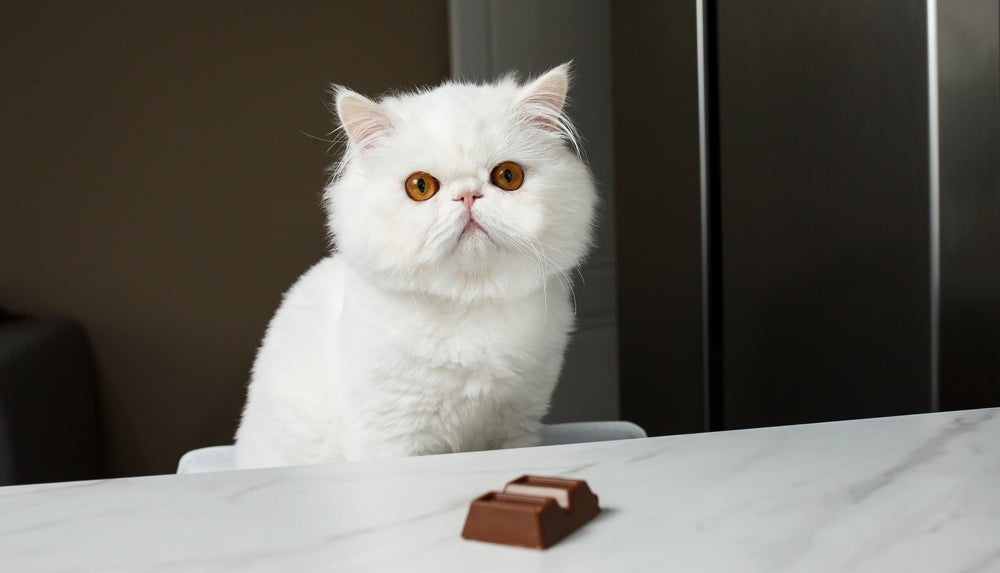 Saber se gato pode comer chocolate ou não é dever de todo tutor