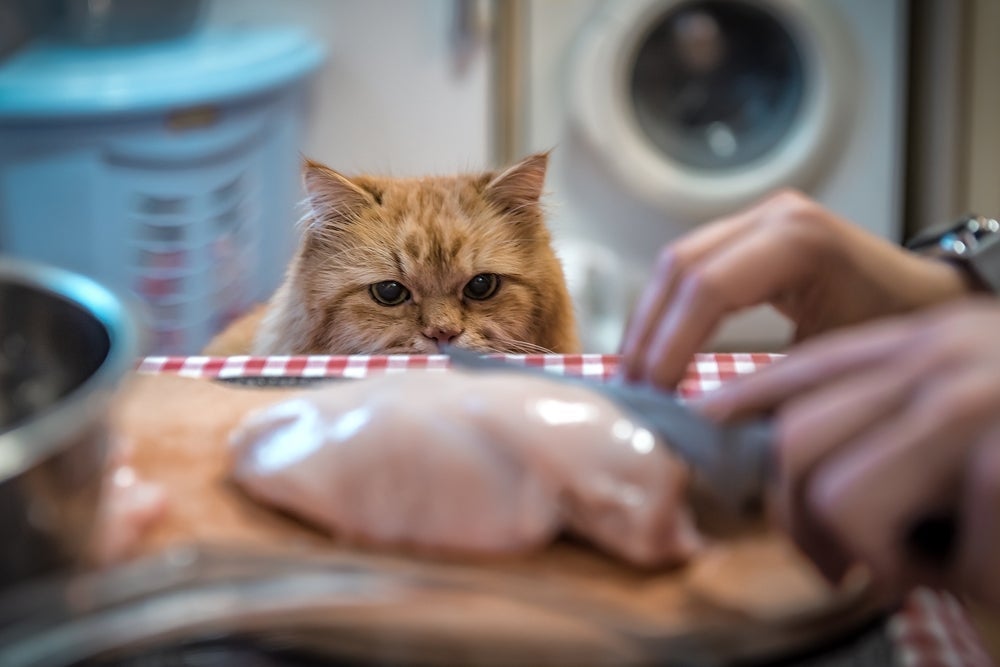 Será que gato pode comer frango? Descubra a resposta