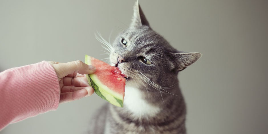 Gato pode comer melancia - Comendo