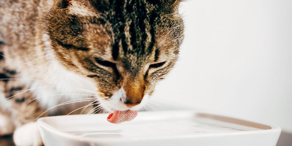 Gato pode comer melancia - Hidratação