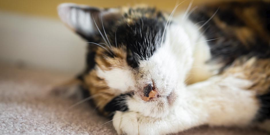 Gato pode comer melancia. Felino dormindo.