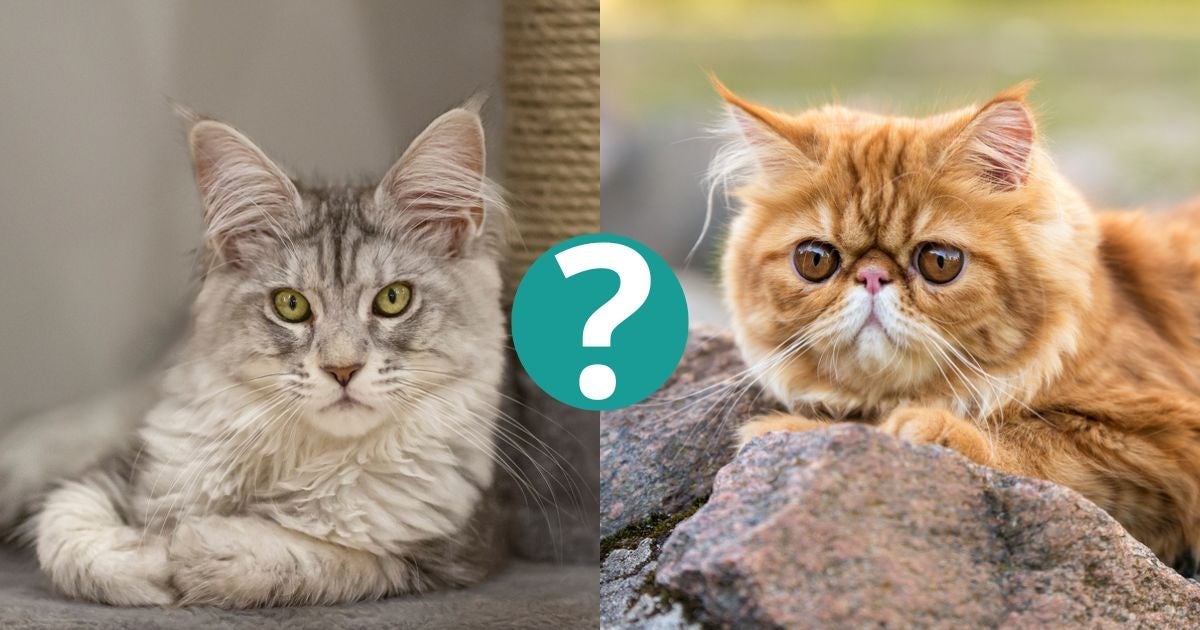 Uma raça de gato se destaca pela sua inteligência, mas não é o Maine Coon nem o gato Persa