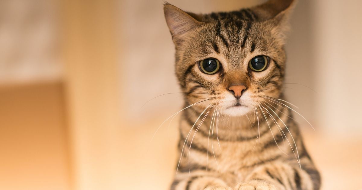 Várias atitudes podem deixar o gato triste e sofrendo