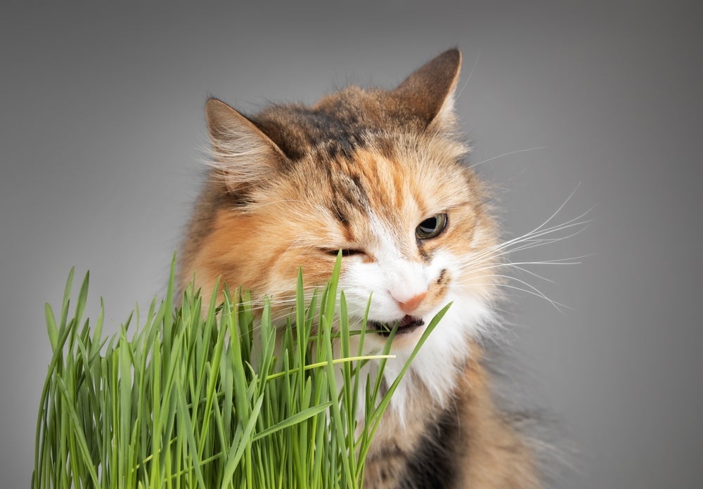 Plantar milho de pipoca como grama para gatos é uma ótima ideia