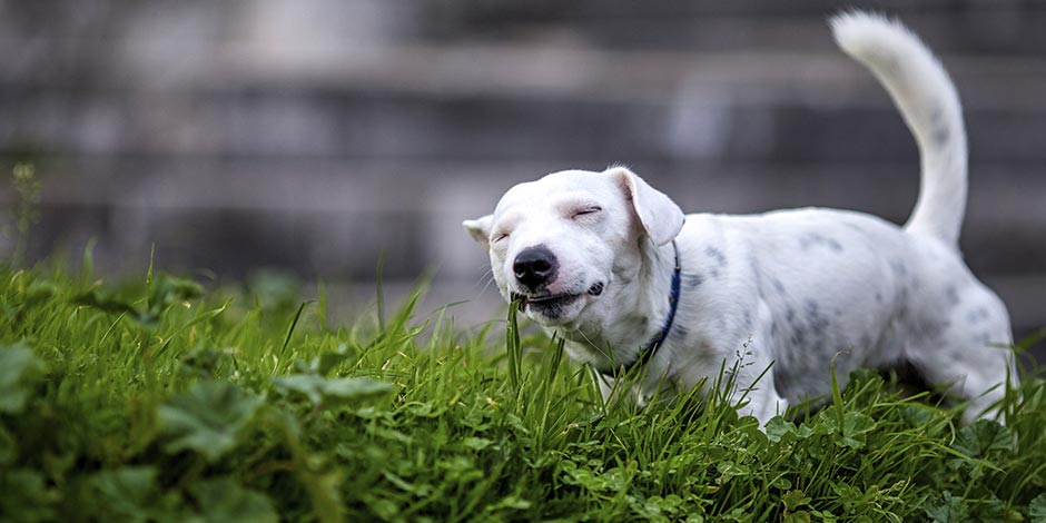 Meu cachorro vomita espuma branca - Grama