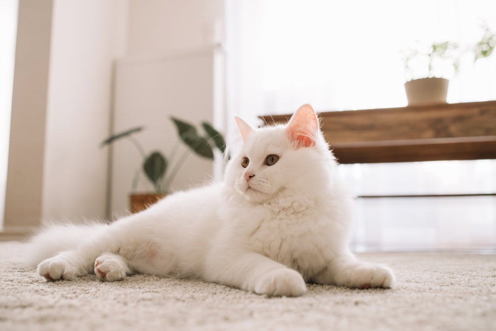 Os nomes para gata branca são os mais variados possíveis