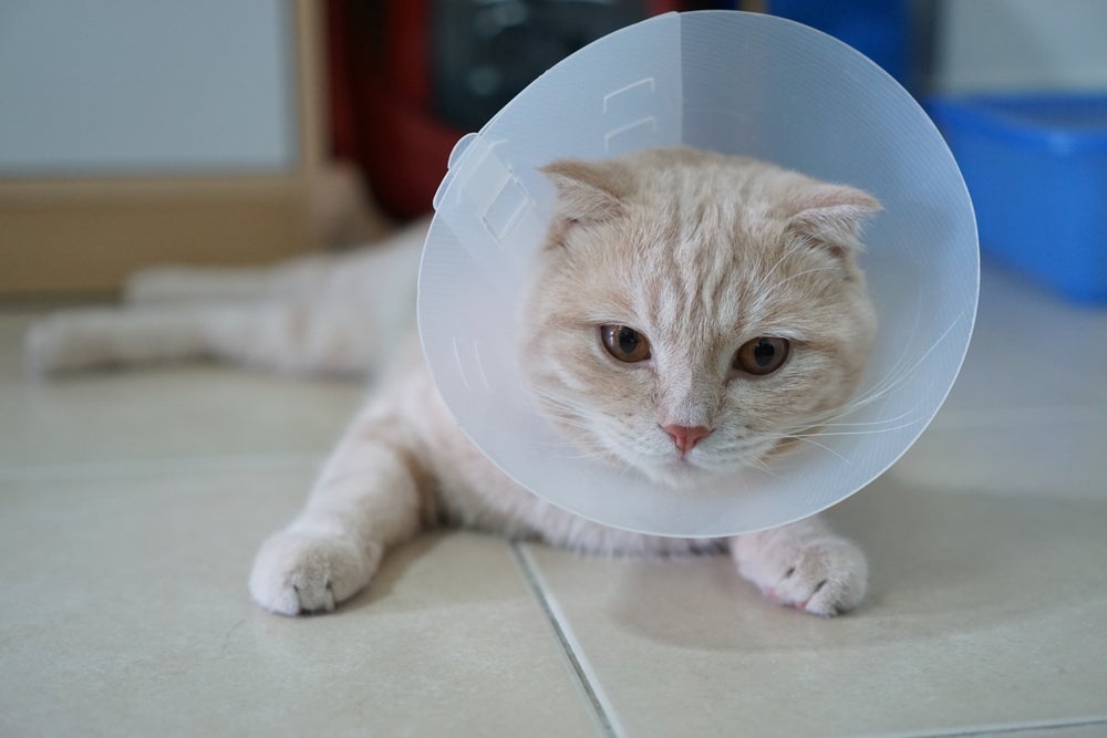 Saber se pode castrar gata no cio é uma dúvida comum entre os tutores