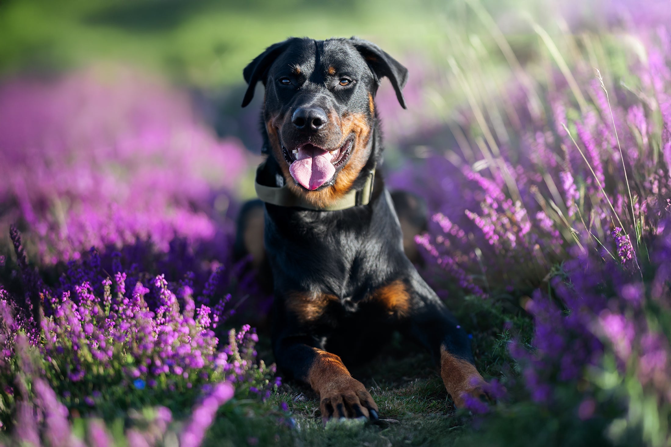 Algumas raças de cachorro se destacam pela sua força