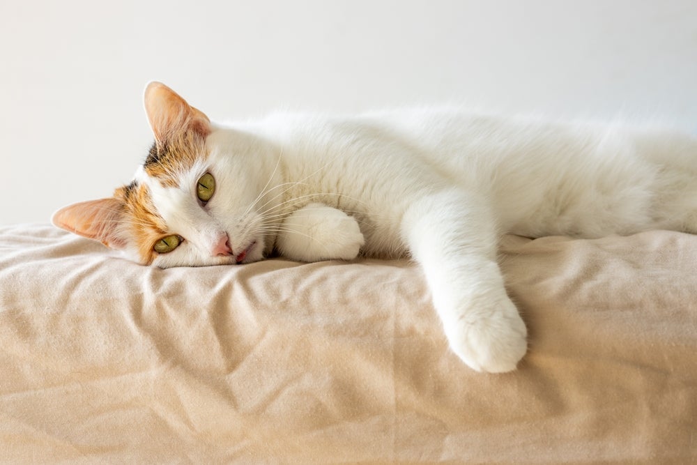 A rinotraqueíte é uma doença respiratória que afeta os gatos e requer atenção