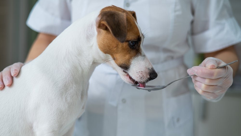 O soro caseiro para cachorro é uma alternativa em casos leves de desidratação