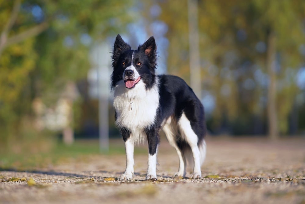 O tamanho do Border Collie não é tão grande como muitas pessoas imaginam