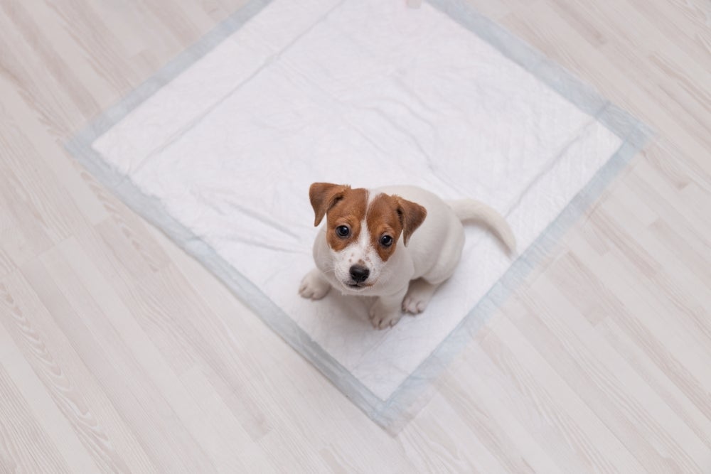 O tapete higiênico para pet exige atenção na hora da compra