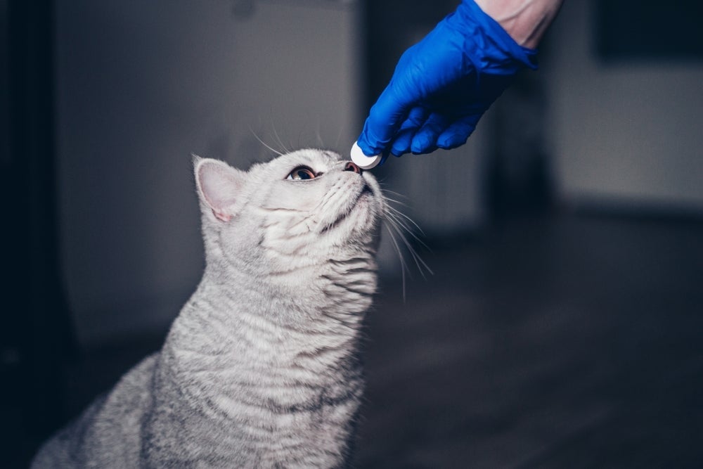 O vermífugo para gatos deve ser administrado conforme orientação veterinária