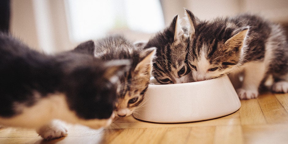 Esses gatinhos precisam de vitaminas para gatos diferentes das que um adulto necessita. Bichinhos comendo.