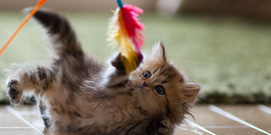 De acordo com a fase da vida, as vitaminas para gatos podem variar em concentração. Gatinho brincando no chão.